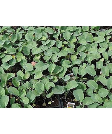 Portal Cool 25G Calabrian Broccoli Seedssprouting seedsrich in antioxidants - Buy Online on GoSupps.com