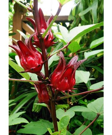 Marssili Bissap Dried Hibiscus Flowers 200g Natural Sorrel from Africa - Buy Online on GoSupps.com