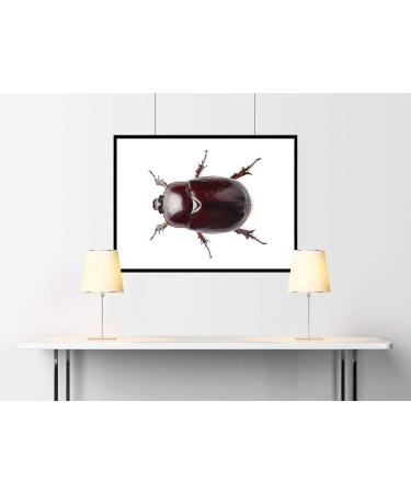 Insect photography-Insektenfotografie-Insecte Oryctes nasicomis 03 Papel Acuarela 16x20 Inches
