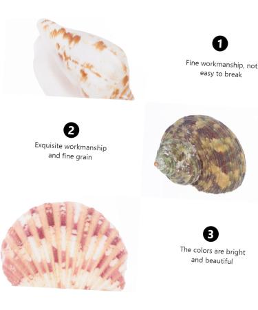 Artibetter Ocean Sea Shell Wedding Ornament 4 Mini Craft Shells Jewelry Aquarium Accessories Homemade Ornaments Conch Jewelry Natural Fish Tank Wedding D cor - Buy Online on GoSupps.com