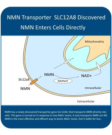 MAAC10 NMN Supplement Real Nicotinamide Mononucleotide (NMN 125mg Capsules). The Most Powerful NAD+ Precursor More Stable Than Riboside. We use 99% Pure Pharmaceutical Grade Stabilized NMN (90 Count) 125 mg (Pack of 3) - Buy Online on GoSupps.com