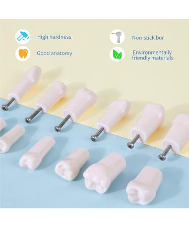 Buy Typodont Teeth Set - 28 Removable Teeth for Dental Practice & Teaching | International Shipping Available - Buy Online on GoSupps.com