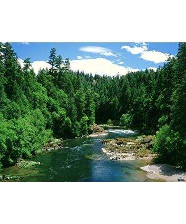 100% Natural Cold Pressed Cedar Nut Oil with Sea Buckthorn - High-Quality Pine Core Oil | 100ml - Buy Online on GoSupps.com