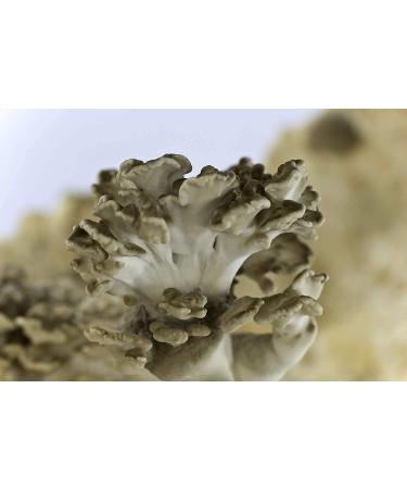Buy Organic Maitake 93 Mushroom Capsules - 650mg Vegan Powder | Natural Alternative to Extract - Buy Online on GoSupps.com