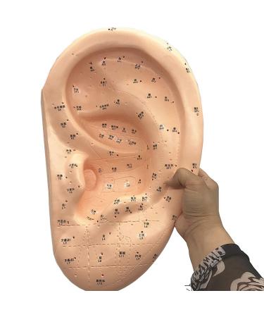 FXQ Ohrakuupunst Model - Human Giant Ohrakupunste Model - HD labeling Chinese medicine ear model - for Human Acupoint pressure point and meridian training training