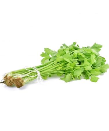 Chinese Celery 800+ Seeds, Dark Green Leaf Celery Nan Ling Celery Apium graveolens, Non GMO Seeds