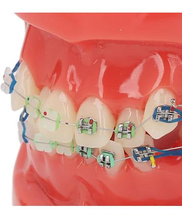 Premium Dental Model Display with 24 Teeth - Metal Wires & Ceramic Mount for Oral Education & Lab Practice - Buy Online on GoSupps.com