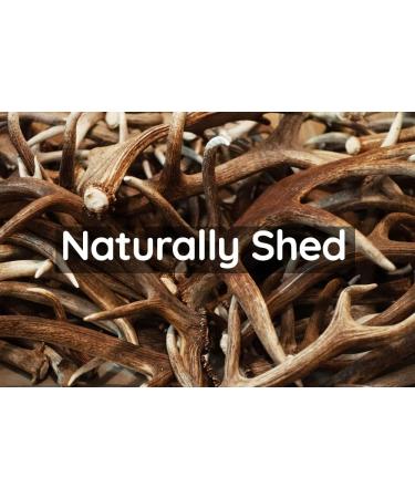 Scottish Deer Antler Dog Chew - Extra Large 240-300g | 100% Natural & Long Lasting - Buy Online on GoSupps.com
