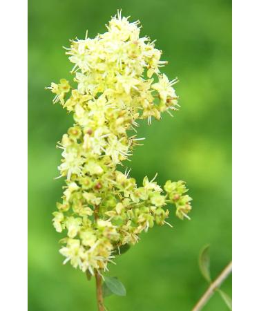 Khadi Light Brown Plant Hair Color - 100% Natural & Vegan Lively Reddish Reflex Certified Organic 100g - Buy Online on GoSupps.com