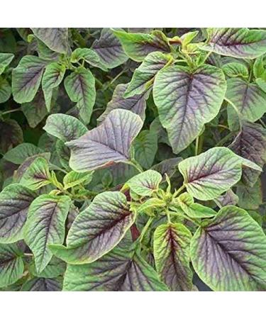 Rosso Amaranto Callaloo 500 SEMI Amaranthus Tricolour