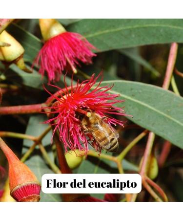 L'abella Mel - Eucalyptus Honey - Natural Honey Harvested in Spain (3 kg) - Buy Online on GoSupps.com