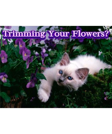 Pet MasterMind Claw Withdraw Cat Scratch Training Spray - Indoor Anti-Scratch Repellent - 4oz - Buy Online on GoSupps.com