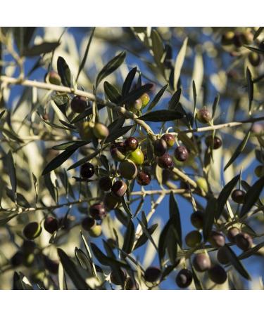 Farchioni Basil Olive Oil 250ml - Extra Virgin Olive Oil with Basil Essence - Glass Bottle - Buy Online on GoSupps.com