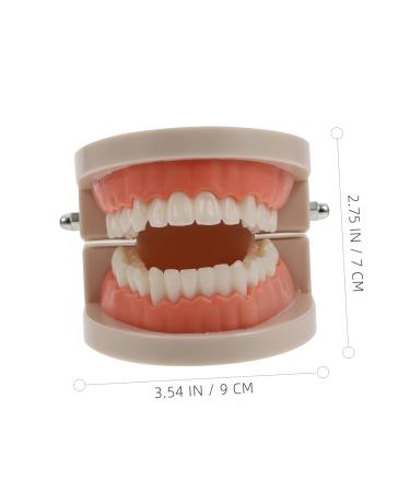 Buy Solustrie Dental Study Model for Kids | Educational Teeth & Oral Cavity Teaching Toy - International Shipping Available - Buy Online on GoSupps.com
