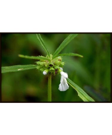 10.58oz Siru Thumbai Powder | Leucas Aspera (Madhupati Goma Dronapushpi Chota Halkusa) | Respiratory Health Support | Digestive Aid | Oral Care | Herbal Remedy | 100% Pure | 300GM - Buy Online on GoSupps.com