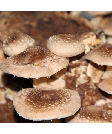 MycoVital Organic Shiitake Mushroom Powder Capsules - 93 Vegan 450mg - German Cultivation 100% Pure & Additive-Free - Buy Online on GoSupps.com