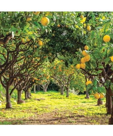 Moroccan Lemon Honey - 300g Jar | Pure and Natural | Unique Flavor - Buy Online on GoSupps.com