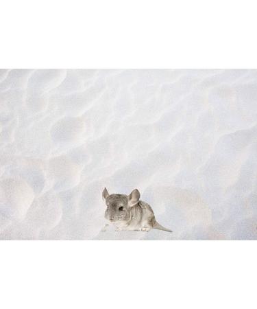 25 kg Pure Snow White Terrarium Sand - Made in Germany | 0.1-0.4 mm Grain Size | International Shipping - Buy Online on GoSupps.com