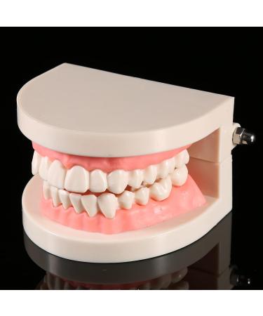 Buy Standard Tooth Model - PVC Dental Study for Adult Demonstration Teeth | International Shipping Available - Buy Online on GoSupps.com