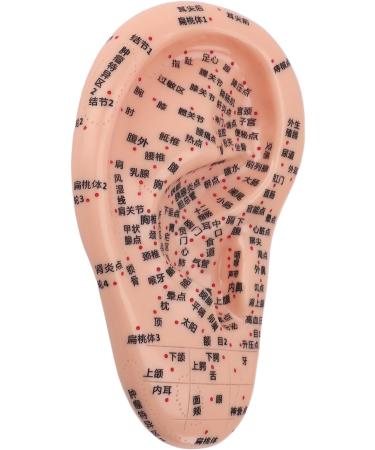 Buy Versatile Ear Acupuncture Model - PVC with Clear Lettering | Soft & Flexible for Home Lessons - International Shipping Available - Buy Online on GoSupps.com