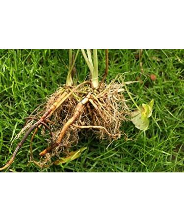 Valerian Ayurvedic Promotes Rest Sleep Relaxes Muscles 120 Vegetarian Capsules - Buy Online on GoSupps.com