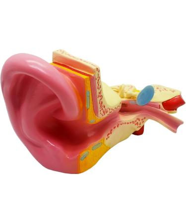 Ear Anatomy Magnified Model Biological Teaching 5 Times Natural Large Cochlea Model External Middle and Inner Ear Demonstration Teaching Aids - Buy Online on GoSupps.com