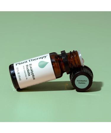 Plant Therapy Eucalyptus Radiata Essential Oil 10 mL (1/3 oz) 100% Pure Undiluted for Aromatherapy Respiratory Support & Focus 0.33 Fl Oz (Pack of 1) - Buy Online on GoSupps.com