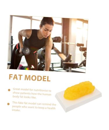Gatuida Anatomical Fat 3pcs Fat Model Models Demonstration Model Human Fat Anatomical Body Fat Replica Human Body Module - Buy Online on GoSupps.com