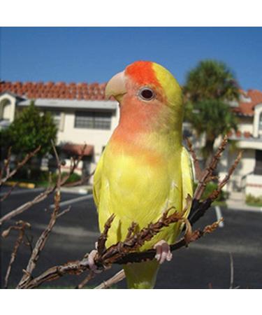 Birds LOVE All Natural Garden Blend 2lb - Small Birds - Pack of 1 - Buy Online on GoSupps.com
