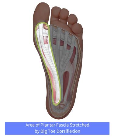 Comfy Unisex Plantar Fasciitis Support Strap - Ultimate Foot Pain Relief for Day & Night | Reduces Compression for Achilles Tendonitis & Heel Spur Pain - Buy Online on GoSupps.com