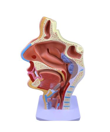 Mouth Nose Throat Pharynx Education Human Body ENT Model Study Model Pathology Nose Throat Model Enlarge The ical Model A+a