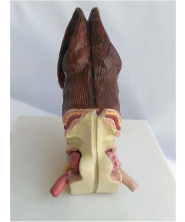 Canine Ear Model Dog Ear Anatomy Bilateral Model for Health Standards and Infectious Diseases Ear Family - Buy Online on GoSupps.com