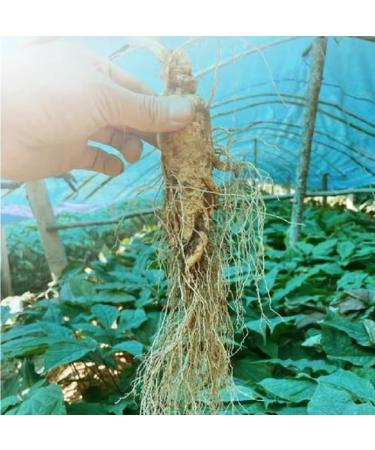 250g Asian Panax Korean White Ginseng Root China Herbal Tea Whole Ren shen roots  - Buy Online on GoSupps.com
