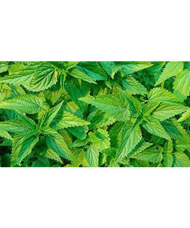 Nettle (Urtica Dioica) Loose Herbal Tea - 50g - Buy Online on GoSupps.com