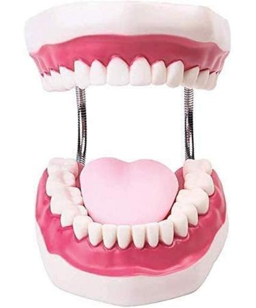 Teeth teeth model with teeth toothbrush with removable teeth for lessons model dental care model body model body model simulated