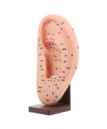 ULTECHNOVO 1pc Ear Massage Model Models for Adults Ear Reflex Massage Model Demonstration Ear Model Adult Ear Model Ear Model with Base Ear Acupoint Learning Model Ear Display Model