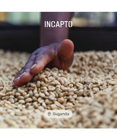 Incapto Dark Roast Coffee Beans - High Caffeine | Uganda Origin | 100% Robusta | Dark and Artisanal Roast | Bujanga Estate Victoria Lake | Very Strong Espresso | 500g Pack - Buy Online on GoSupps.com