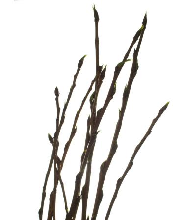 White Poplar Buds Tea | Populus Alba L | Bourgeons de Peuplier Blanc Tisane | Health Embassy (100g) - Buy Online on GoSupps.com