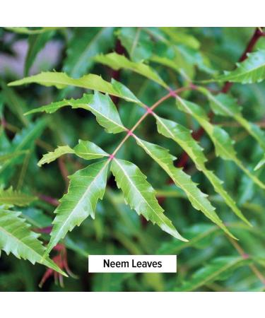 Organic Neem Powder - Ayurvedic Herb for Skin & Blood Health | 1 lb | Non-GMO Vegan - Buy Online on GoSupps.com