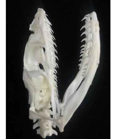 HONTIN Skull Head Snake Specimen - Taxidermy Art Supplies for Veterinary & Office Decoration - International Shipping - Buy Online on GoSupps.com