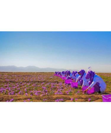 Gourmetia Premium Quality Saffron Powder (5g) - Category I Superior ISO 3632-2 - Buy Online on GoSupps.com