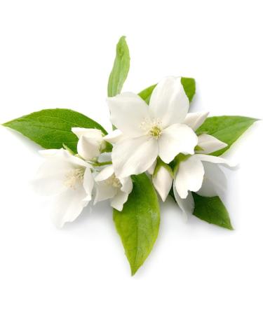 Buy 250ml Thai Lemongrass Aroma Oil - Premium Massage Oil with Authentic Thailand Scent - Buy Online on GoSupps.com