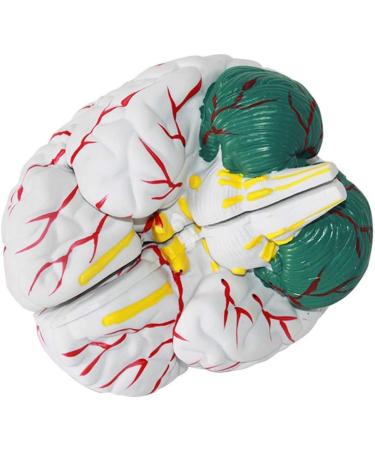 Educational Model Human Brain Anatomy Model Brain Model 3 Parts Detachable Human Brain Model Brain Department Heart Medical Models - Buy Online on GoSupps.com