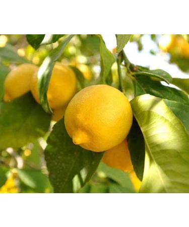 Lemon Seed Oil Organic Cold Pressed Unrefined Natural 2 Fl Oz - Buy Online on GoSupps.com