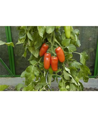 Buy Kiepenkerl 393 San Marzano Tomato Seeds - Premium Quality for International Shipping - Buy Online on GoSupps.com