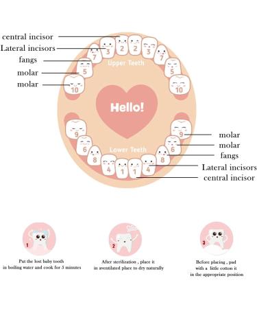 Milk Tooth Box - Perfect Keepsake for Baby Teeth | Ideal Gift for Newborn Girls & Boys - Buy Online on GoSupps.com