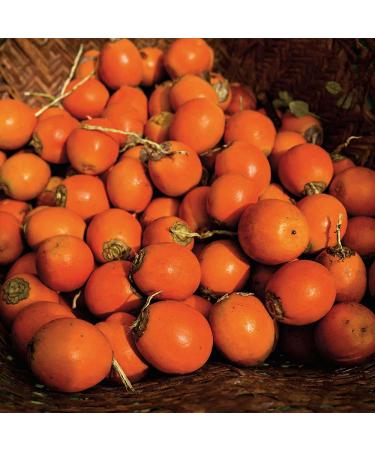 Natura Ekos Tukum Biphase Shower Oil - Nourishing Skin Treatment - Buy Online on GoSupps.com