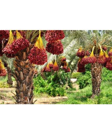 Kartago Tunisian Dates on Branch - 2.2lbs All Natural Deglet Noor Date Snack - Buy Online on GoSupps.com