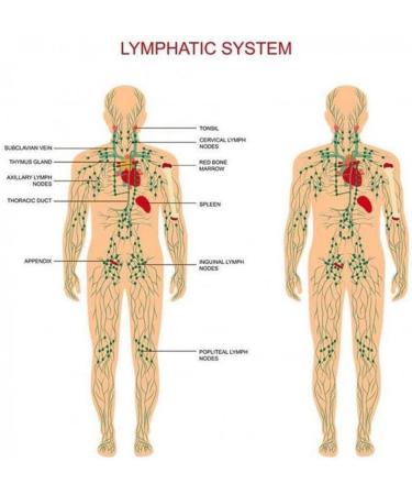 2 Pack Lymphatic Drainage Ginger Oil Vamotto 100% Pure Natural Essential Oils for Massage Body Massage Oil Promote Blood Circulation Relieve Muscle Soreness Lymphatic (2) - Buy Online on GoSupps.com