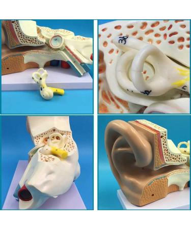 5X Enlargement Human Ear Anatomy Model - Ear Joint Simulation Model Professional PVC Outer Middle Inner Ear Model with Base for Medical Demonstration A - Buy Online on GoSupps.com